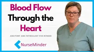 Blood Flow Through the Heart (Circulatory Supply)