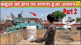 Kabutar ko hath pr Kese Lgaye 🕊️🤔 || How To Catch Pigeon On Hand 🕊️
