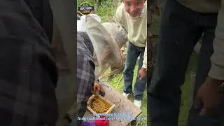 Bees are shifting from traditional hives to scientific hives.