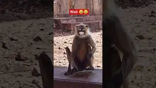 kutte ka talent 😎😂😂 #funny #thetharpuns #comedy #ytshorts #viralshorts