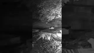 A late night visit from the fox #wildlife #foxes #wildfox #gardenanimals #wildanimals #foxlife