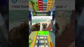 Dog Memes