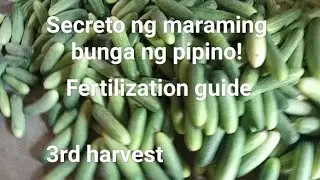 Fertilization guide, secreto ng maraming bunga ng cucumber.