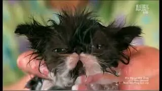 Reginald (Extended Cut HD)