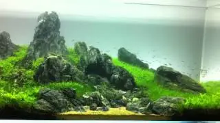 Iwagumi Piotr Dymowski Layout