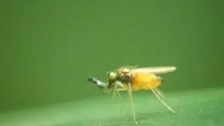 Chrysotimus sp. (Dolichopodidae)