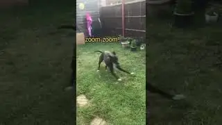 (Funny Animal Moments) - zooming in my room -  Animal Videos