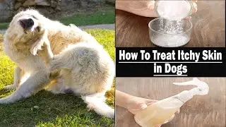 Say Goodbye to Dog Itching Naturally &ndash; Vet-Approved Tips!