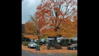 Walking on Fall Leaves Sound, Crunchy Autumn Leaves, Beautiful Colors Fall Foliage, Satisfying Sound