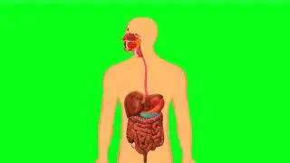 Digestive System Green Screen