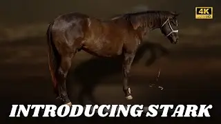 Stark the gelding 