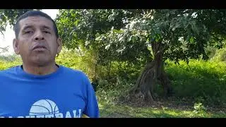 Arbol de chilamate