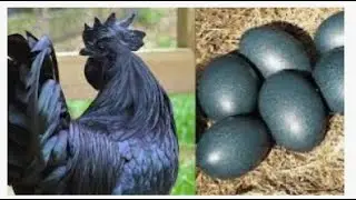 The Hidden Truth about Asian Black Chickens and its Eggs