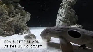Epaulette Sharks Enjoy Some Oysters