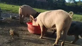 Gossaigoan #Oma farm #Daori vlog white beauty nee dera ya complete jabrai 🥰