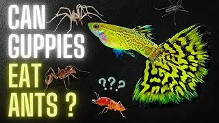 Guppy Fish Care - Can Guppies Eat Ants? Which Insects Are Safe?