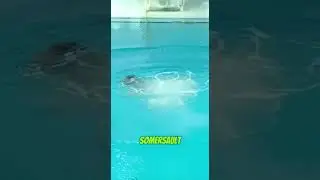 Jump of No Fear | Insane Water Dive You Have to See