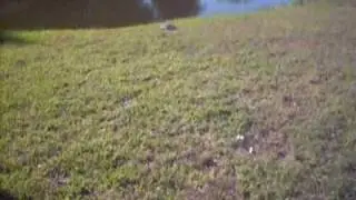 Very Quick Turtle