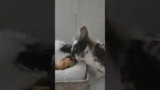 Dis cat smew funny #rabbit #bunny #freeroamrabbit #cat #catlover