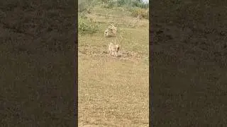 When A Monkey Lives With Its Family..!!🐒🐒#monkeys #monkeyvideo #animallovers #monkeylife #activity