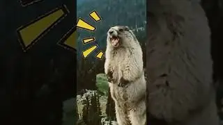 The Mighty Marmot &ndash; Nature&rsquo;s Underrated Engineer!