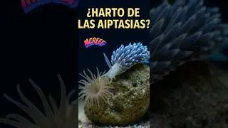 Berghia: soluci&oacute;n natural a aiptasia #acuariomarino #peces #corales #sabiasque #curiosidades