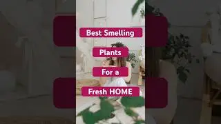 7 Best Smelling Plants 🪴 | Make Your Home Smell Amazing Naturally