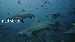 MOST DANGEROUS OCEAN CREATURES #marinelife #dangerousanimals #top10 #marinelife #animals #dailyvlog 