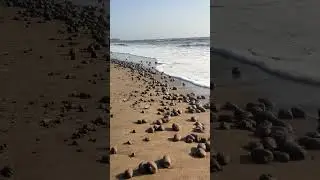 📍Nargol Beach Umargoun Gujarat