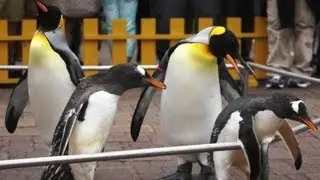 登別マリンパークニクス はしゃぎ過ぎてキングペンギンに怒られた
