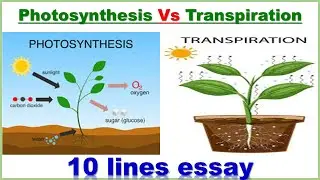 Photosynthesis Vs Transpiration || Photosynthesis || Transpiration || 10 lines
