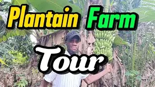 The Agro-Real Estate Guru Tours His Plantain Farm in Elebu Ibadan