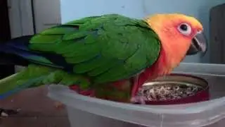 The Birds Of Martin IMages News