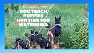 Dog teaches puppies hunting lesson #2