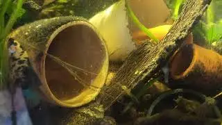 Breeding tank with goby  Bristol nose  ember tetra. And male betta  by @carllaney81aquascapes fish s