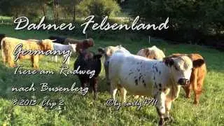 Dahner Felsenland Tiere neben dem Radweg nach Busenberg T2