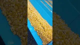 Sweet corn processing #construction #frozenfood #frozenpeas #frozenvegetables