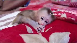 Tiny Baby Monkey Sucking Finger So Sweet Rolling On His New Comfy Bed