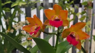Catleya t&aacute;c phẩm hoa Tết.0918248621