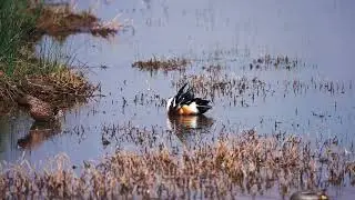 Duck   69310