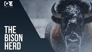 The Bison Herd
