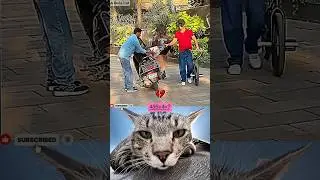 Bag To Spy 💰 #funny #cat #dance #shorts