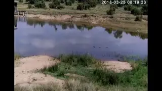 Africa Wildlife Cam Live Stream