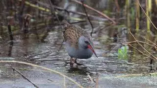 Water Rail (Adult)