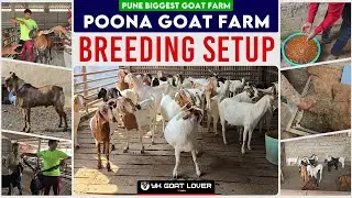 Poona Goat Farm Farm Tour Breeding Setup Palai , Goat Feed I YK Goat Lover