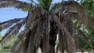 Canary Island Date Palm recovery from Texas Winter 2021