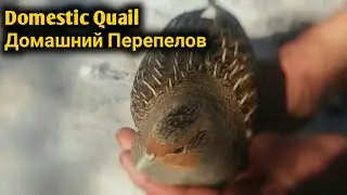 Domestic Quail & Домашний Перепелов & Uy Bedanasi Sayroqi