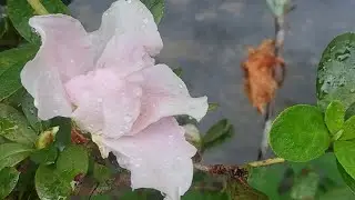 Azalea a beautiful light pink colour Flower #Flora #WaterDroplet #Video #YoutubeVideo #YTVideo
