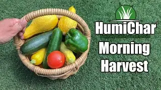 Home Vegetable Garden Harvest - June 4th 2020