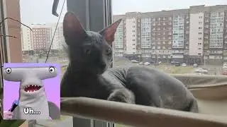 Кошачий распорядок дня#cat#Cats daily routine.